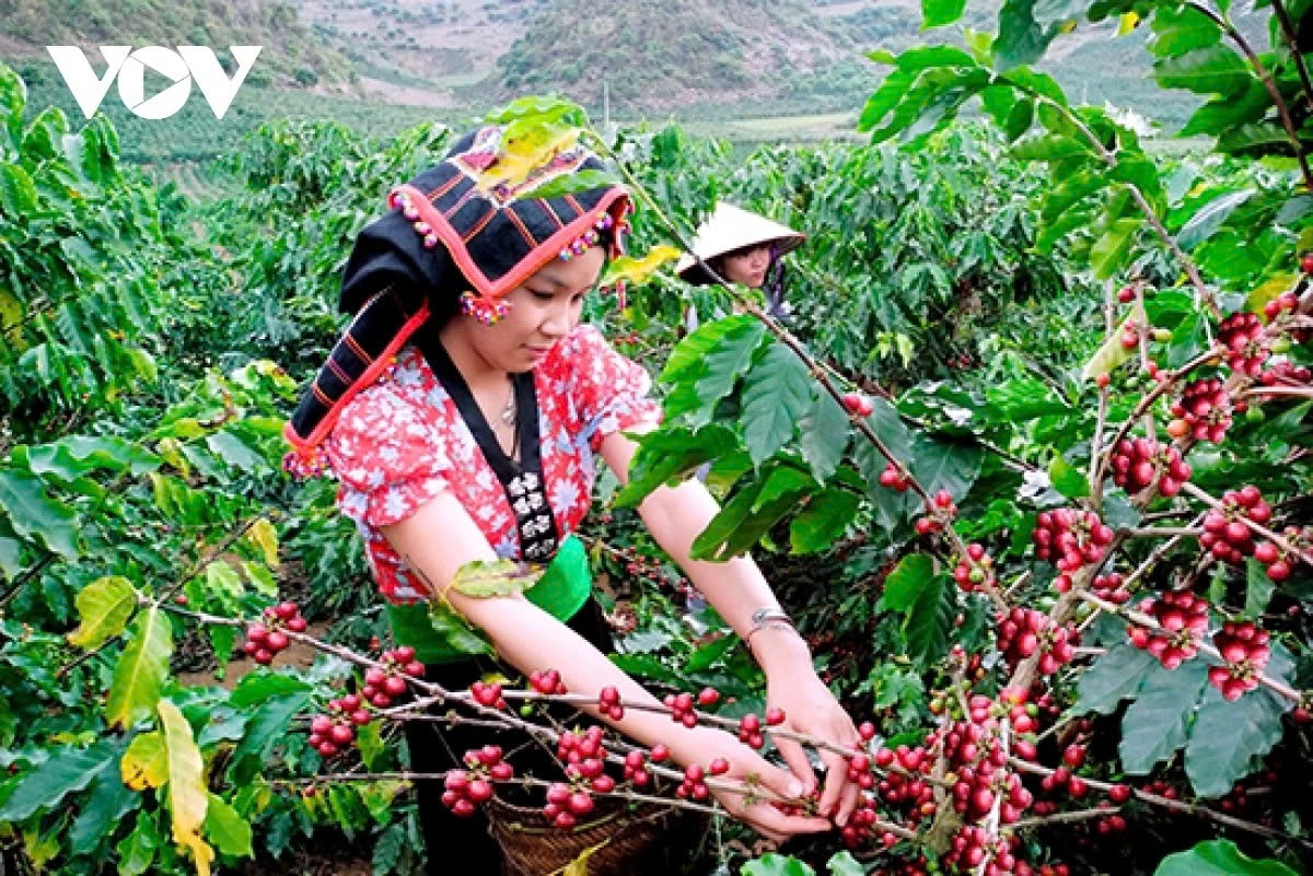 Coffee exports hit record US$8.4 billion in 2024–2025 crop year